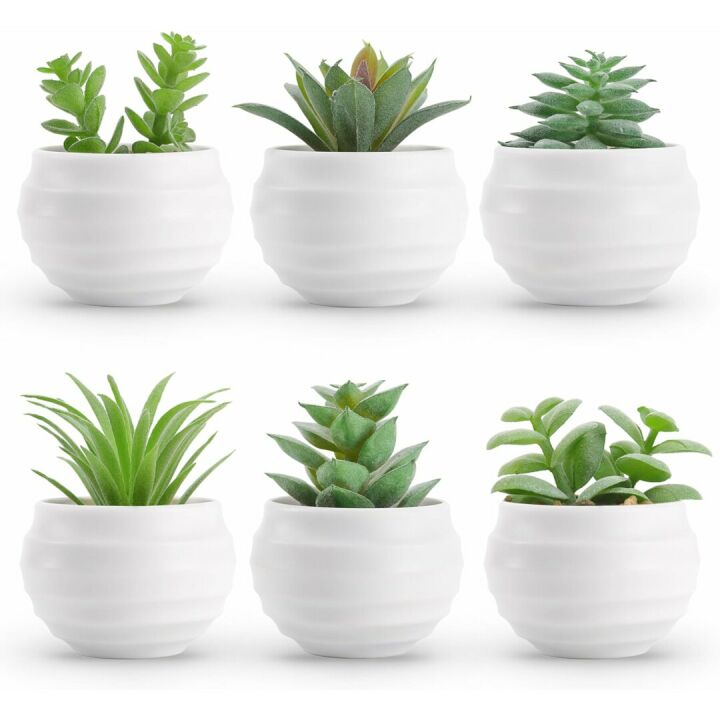Mini Succulent Plants Set of 6 for Aesthetic Decor