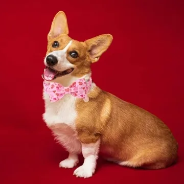 DOGWONG Valentine's Dog Collar - Adjustable Heart Bowtie
