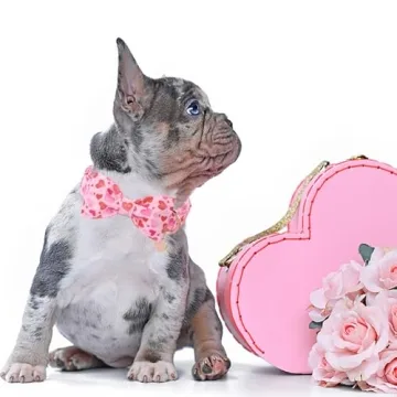 DOGWONG Valentine's Dog Collar - Adjustable Heart Bowtie