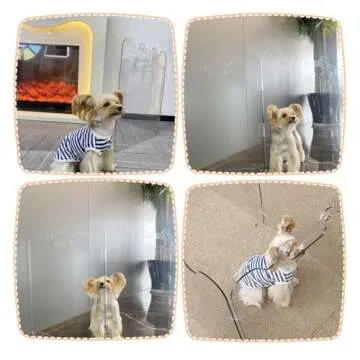 DEARBB Clear Dog Gate,19.68" W×22.83" H Transparent Free Standing Acrylic Dog Gate Indoor,Aesthetics Foldable Puppy Gate for doorways,Doggy Gate for Small Animal,Dog,-4 Panel