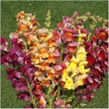 Mixed Tetra Snapdragon Seeds - Vibrant Heirloom Flowers
