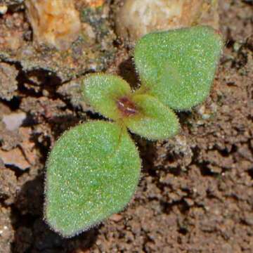 Mixed Tetra Snapdragon Seeds - Vibrant Heirloom Flowers