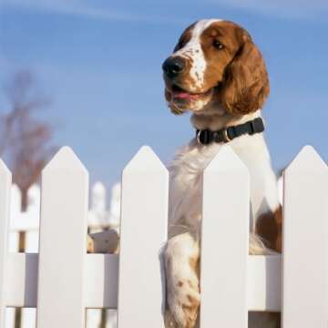 PetSafe KeepSafe Break-Away Collar, Prevent Collar Accidents for Your Dog or Puppy, Improve Safety, Compatible with Lead Use, Adjustable Sizes