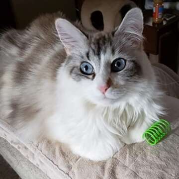 ISMARTEN Cat Spring Toys 60 Pack, Colorful Springs Cat Toys Interactive Cat Toy Plastic Coil Spiral Springs Creative Cat Toy to Kill Time and Keep Fit Heavy Plastic Spring for Indoor Cats Kitten Toys