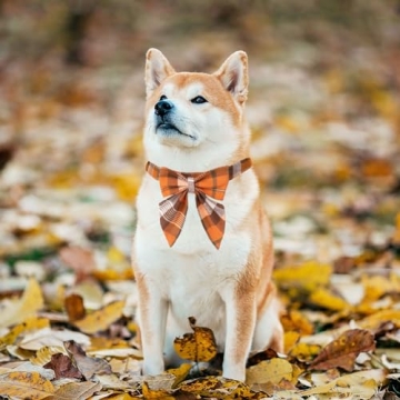 Stylish ADOGGYGO Fall Dog Collar with Bow for Dogs