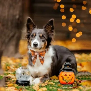 Stylish ADOGGYGO Fall Dog Collar with Bow for Dogs