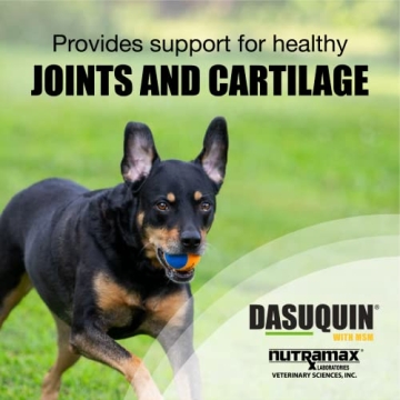 Dasuquin Joint Supplement for Large Dogs - Best Mobility Solution