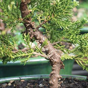 Brussel's Bonsai Live Green Mound Juniper Bonsai Tree - Small, 3 Year, 4 to 6 Inches - Outdoor Bonsa...