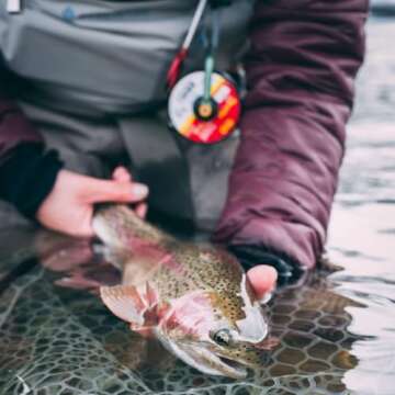 RIO Products Fly Fishing Tippet Head Gate, 2X, 3X, 4X, 5X, 6X Powerflex Tippet, 30 Yard Spools, Clear