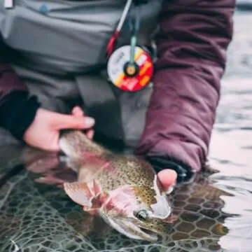 RIO Products Fly Fishing Tippet Head Gate, 2X, 3X, 4X, 5X, 6X Powerflex Tippet, 30 Yard Spools, Clear