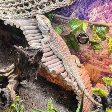 HERCOCCI Reptile Tank Jungle Vines Hammock for Exotic Pets