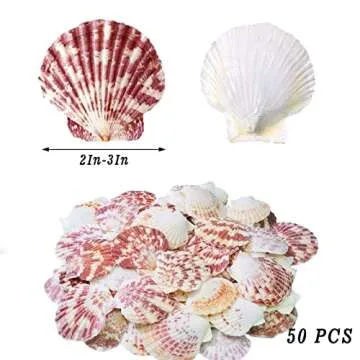 Scallop Shell Natural Seashells for Crafts, Decor & More - 50 pcs