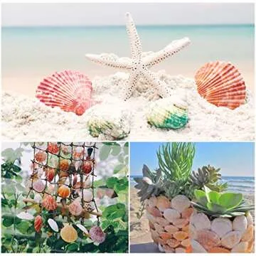 Scallop Shells for DIY Crafts, Home Decor - 50 pcs