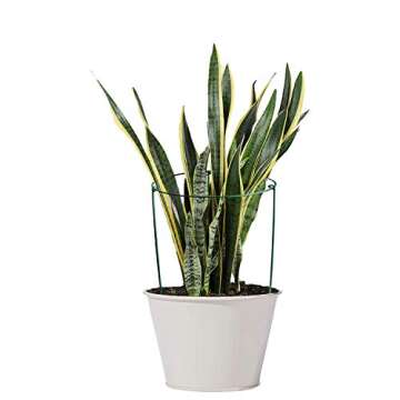 HiGift 3 Pack Peony Cages Support Stakes Ring for Garden, Round Plant Support for Outdoor (10" W x 17" H), Indoor Plant Cages Hoops Plant Rings for Tomatoes,Rose,Astilbes,Vine Indoor Potted Plants