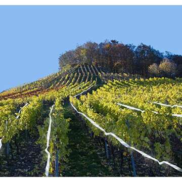 XoreArt Reflective Scare Tape, Double Sided Tape to Keep Away Birds, Pigeons, Crows, Woodpecker, and More (1” by 298 ft)