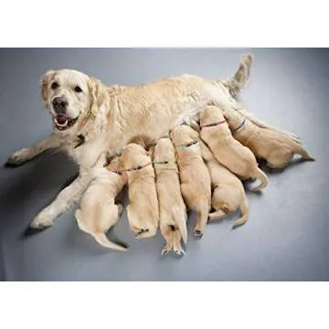 14PCS Puppy ID Collar Identification Soft Nylon Adjustable Breakaway Safety Whelping Litter Collars for Newborn Pets with Record Keeping Charts(M)