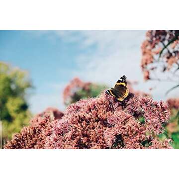 Ego Student Nets, Bug, Butterfly & Aquatic Netting, Wooden Easy & Safe for Kids, Get Kids Outdoors Again, Science Nets Available in 3 Types