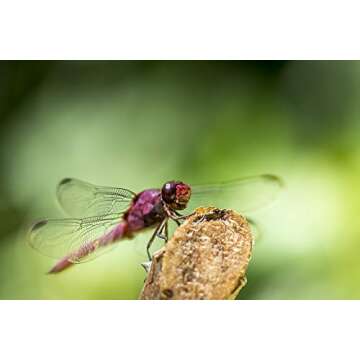 Ego Student Nets, Bug, Butterfly & Aquatic Netting, Wooden Easy & Safe for Kids, Get Kids Outdoors Again, Science Nets Available in 3 Types