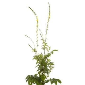 Health Embassy Agrimony Herb | Agrimonia Eupatoria L 100% Natural (50g)
