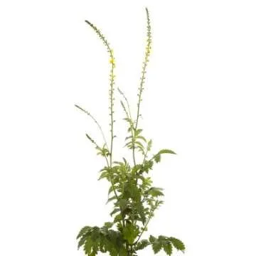 Health Embassy Agrimony Herb | Agrimonia Eupatoria L 100% Natural (50g)