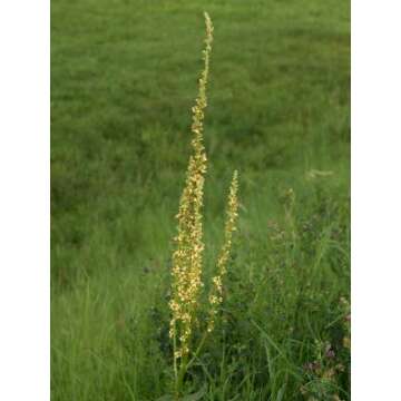 Health Embassy Agrimony Herb | Agrimonia Eupatoria L 100% Natural (50g)