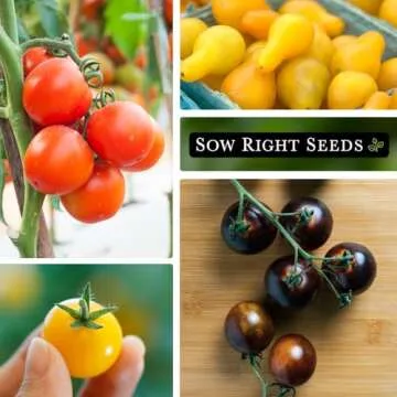 Sow Right Seeds - Cherry Tomato Seed Collection for Planting - Black, Large Red, White, Orange, Bi-Color Cherry and Yellow Pear Tomatoes - Non-GMO Heirloom Varieties to Plant a Home Vegetable Garden