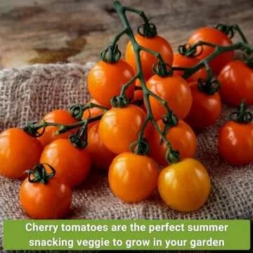 Sow Right Seeds - Cherry Tomato Seed Collection for Planting - Black, Large Red, White, Orange, Bi-Color Cherry and Yellow Pear Tomatoes - Non-GMO Heirloom Varieties to Plant a Home Vegetable Garden