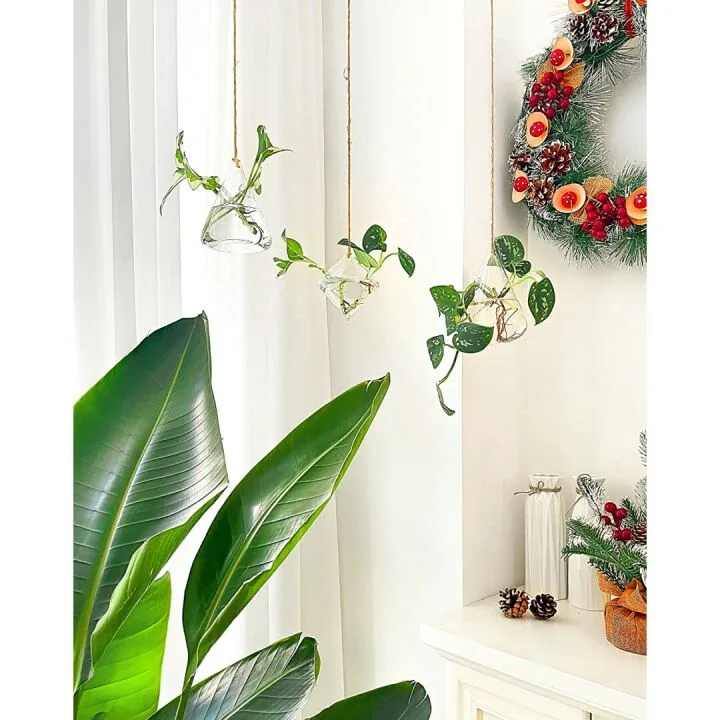 Ivolador Hanging Glass Terrarium for Hydroponic Plants