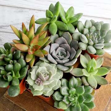Altman Plants Live Succulents 6-Pack - Mini Indoor & Outdoor Plants, Perfect for Events, Weddings, C...