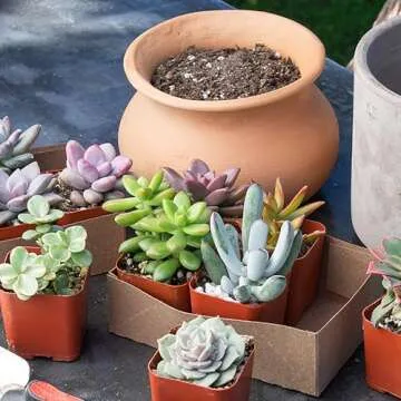 Altman Plants Live Succulents 6-Pack for Gifts & Decor