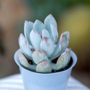 Altman Plants Live Succulents 6-Pack for Gifts & Decor