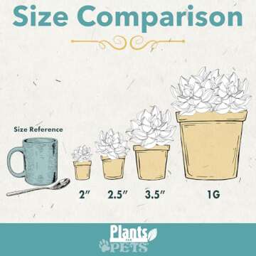 Altman Plants Live Succulents 6-Pack for Gifts & Decor