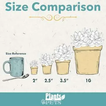 Altman Plants Live Succulents 6-Pack for Gifts & Decor