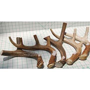 Durable XL Deer Antler Dog Chew for Aggressive Chewers