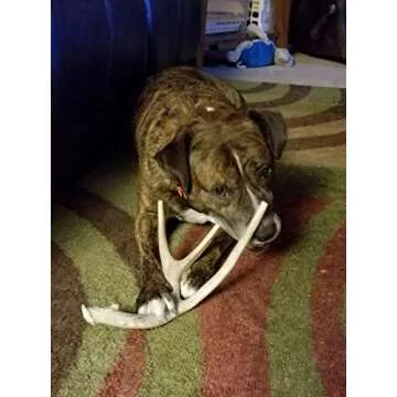 Durable XL Deer Antler Dog Chew for Aggressive Chewers