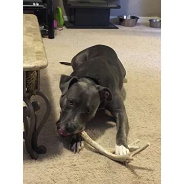 Durable XL Deer Antler Dog Chew for Aggressive Chewers
