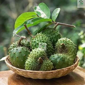 Dried Whole Soursop Leaves (1 Oz / 28 g) Hoja De Guanabana Entera Natural Herbs Leaf Tea Organic Dried Graviola Hand Harvested From Sri Lanka/Ceylon - Lanka Flavors Feel Differents