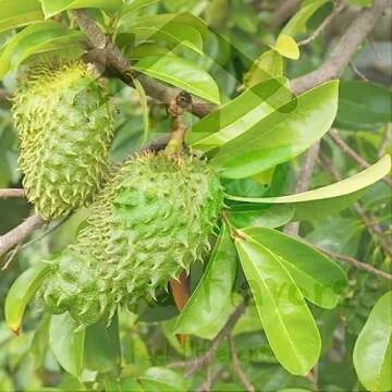 Dried Whole Soursop Leaves (1 Oz / 28 g) Hoja De Guanabana Entera Natural Herbs Leaf Tea Organic Dried Graviola Hand Harvested From Sri Lanka/Ceylon - Lanka Flavors Feel Differents