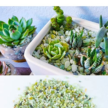 3lb Jade Bean Sand Stones for Succulent and Cactus Projects