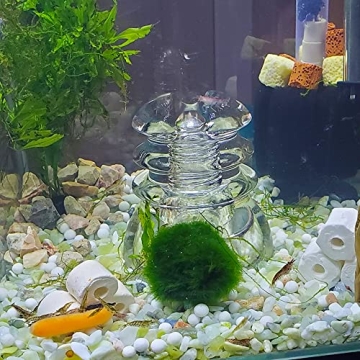 3lb Jade Bean Sand Stones for Succulent and Cactus Projects