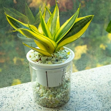 3lb Jade Bean Sand Stones for Succulent and Cactus Projects