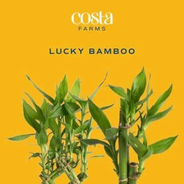 Costa Farms Lucky Bamboo Plant, Easy to Grow Live Indoor Houseplant in Ceramic Planter Pot, Potting ...
