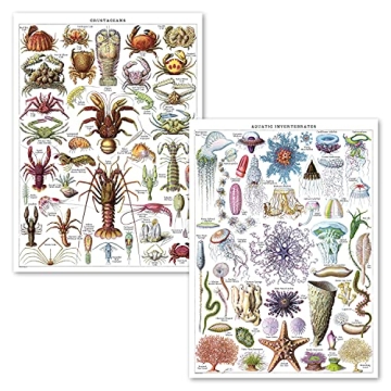 2 Pack - Vintage Aquatic Invertebrates & Crustaceans Poster Prints - Marine Life Identification Refe...