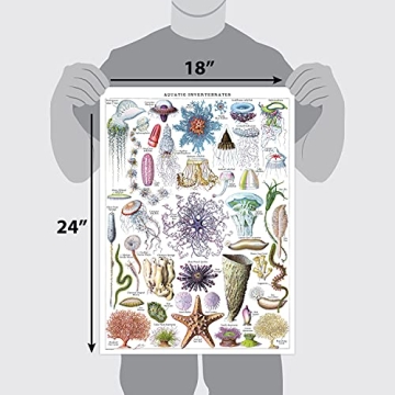 Vintage Aquatic Invertebrates & Crustaceans Poster Set