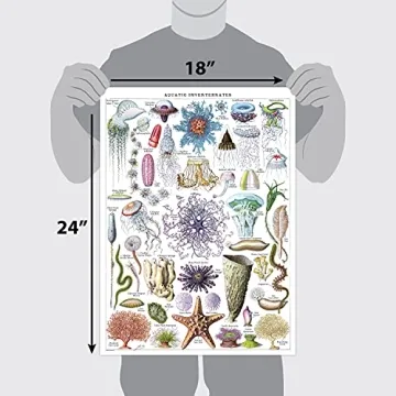 Vintage Aquatic Invertebrates & Crustaceans Poster Set