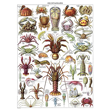 Vintage Aquatic Invertebrates & Crustaceans Poster Set