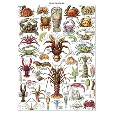 Vintage Aquatic Invertebrates & Crustaceans Poster Set