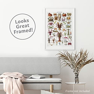 Vintage Aquatic Invertebrates & Crustaceans Poster Set