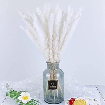 Premium Pampas Grass for Elegant Home Decor