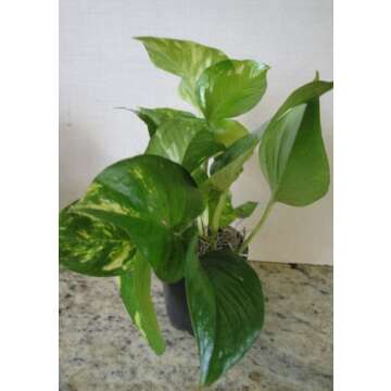 Collection of The Four Best Clean Air Plants for Your Home in Four Inch Pots